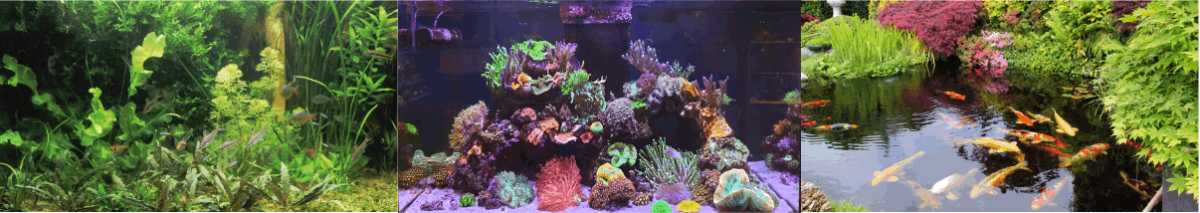 Hobby Fish Banner