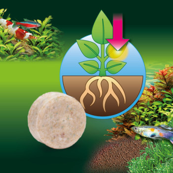 Proflora Ferropol Tablets Proflora Ferropol Tablets