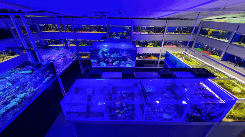 A Picture Of Fathoms Aquatics' Tropical Fish Room